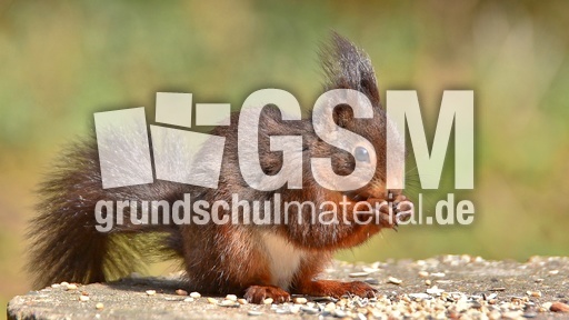 Eichhörnchen (14).jpg